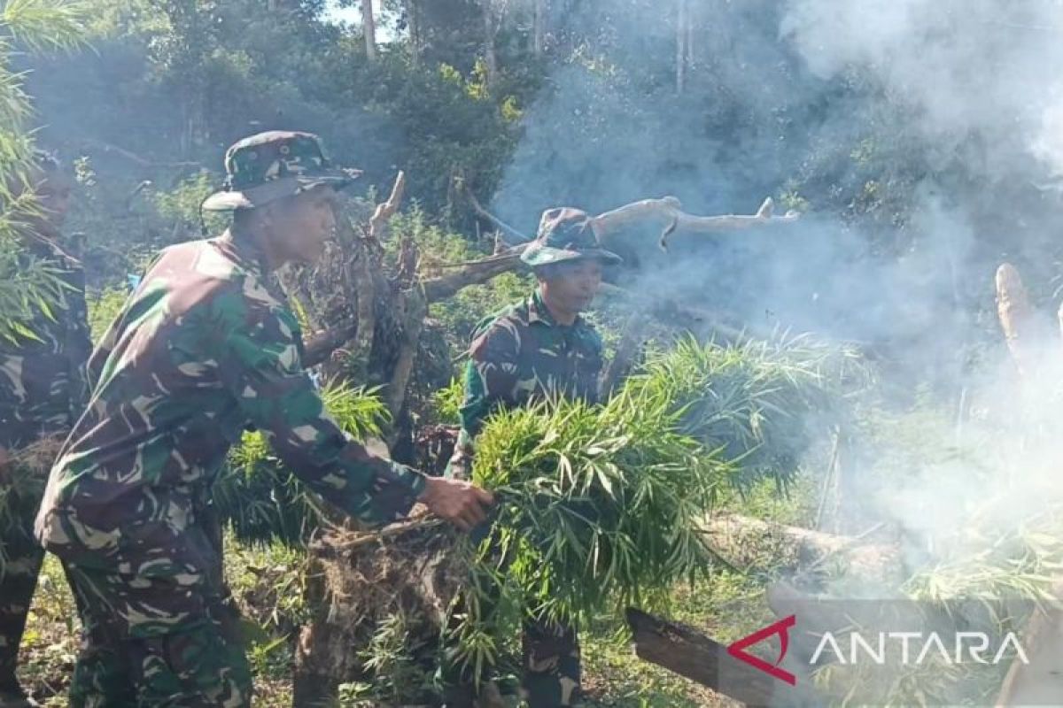 Yonif 123/RW kembali temukan 2 hektare lahan ganja di Mandailing Natal