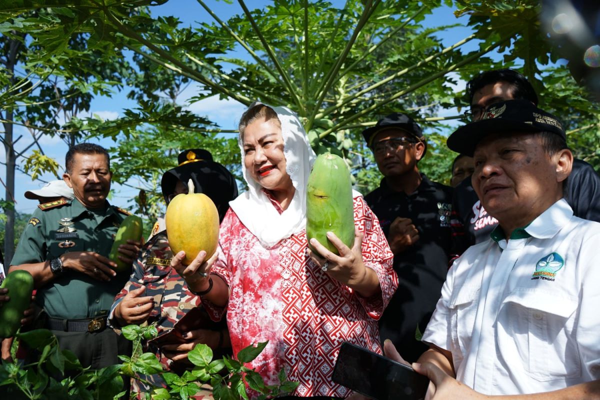 Kelompok  tani muda Semarang kembangkan budi daya pepaya sistem terpadu