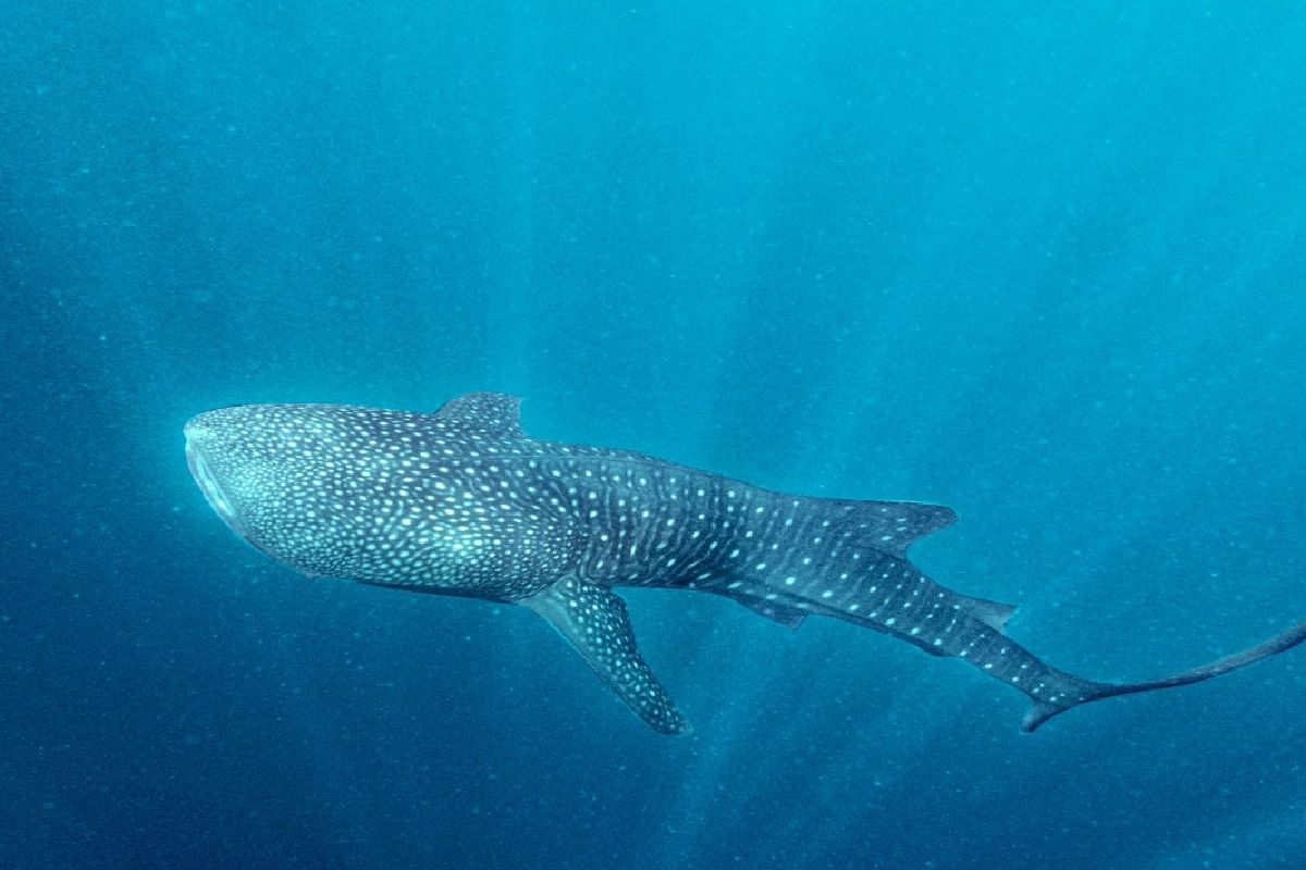 Individu hiu paus baru ditemukan di Papua Tengah