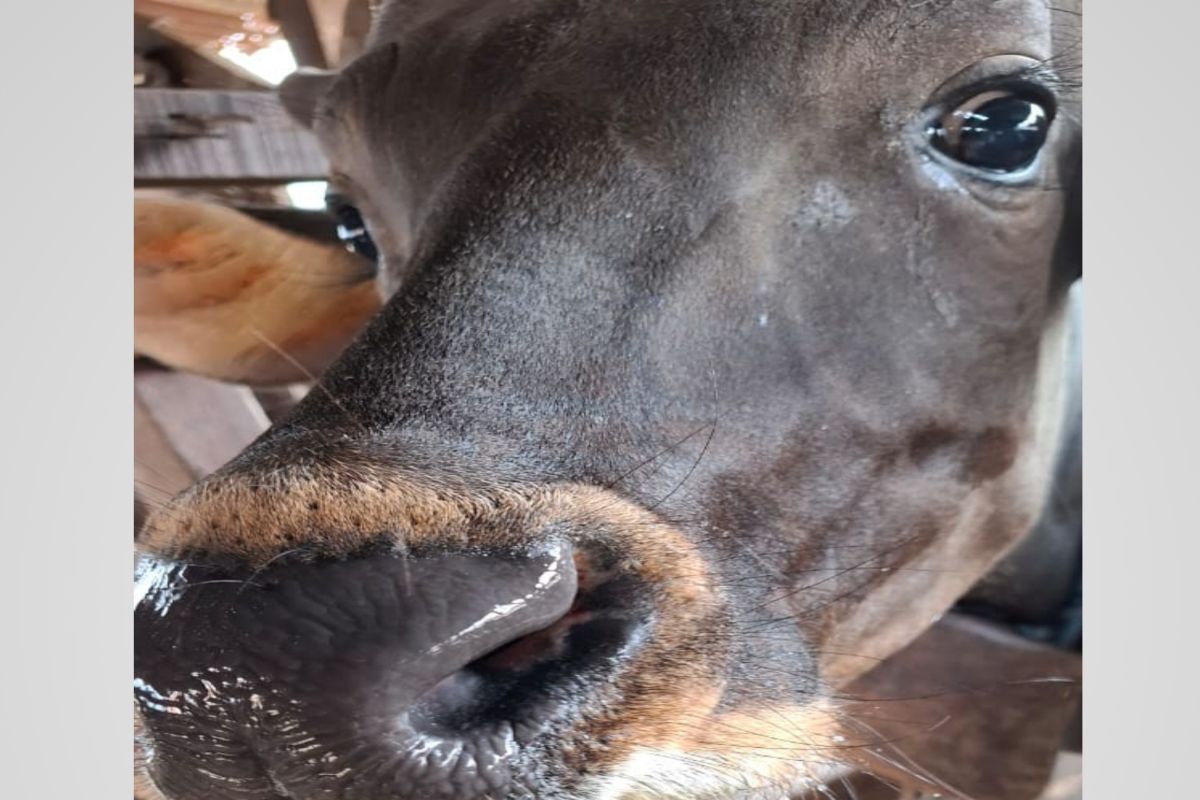 Waspada!!  Ditemukan sapi diduga mengidap PMK di Mataram
