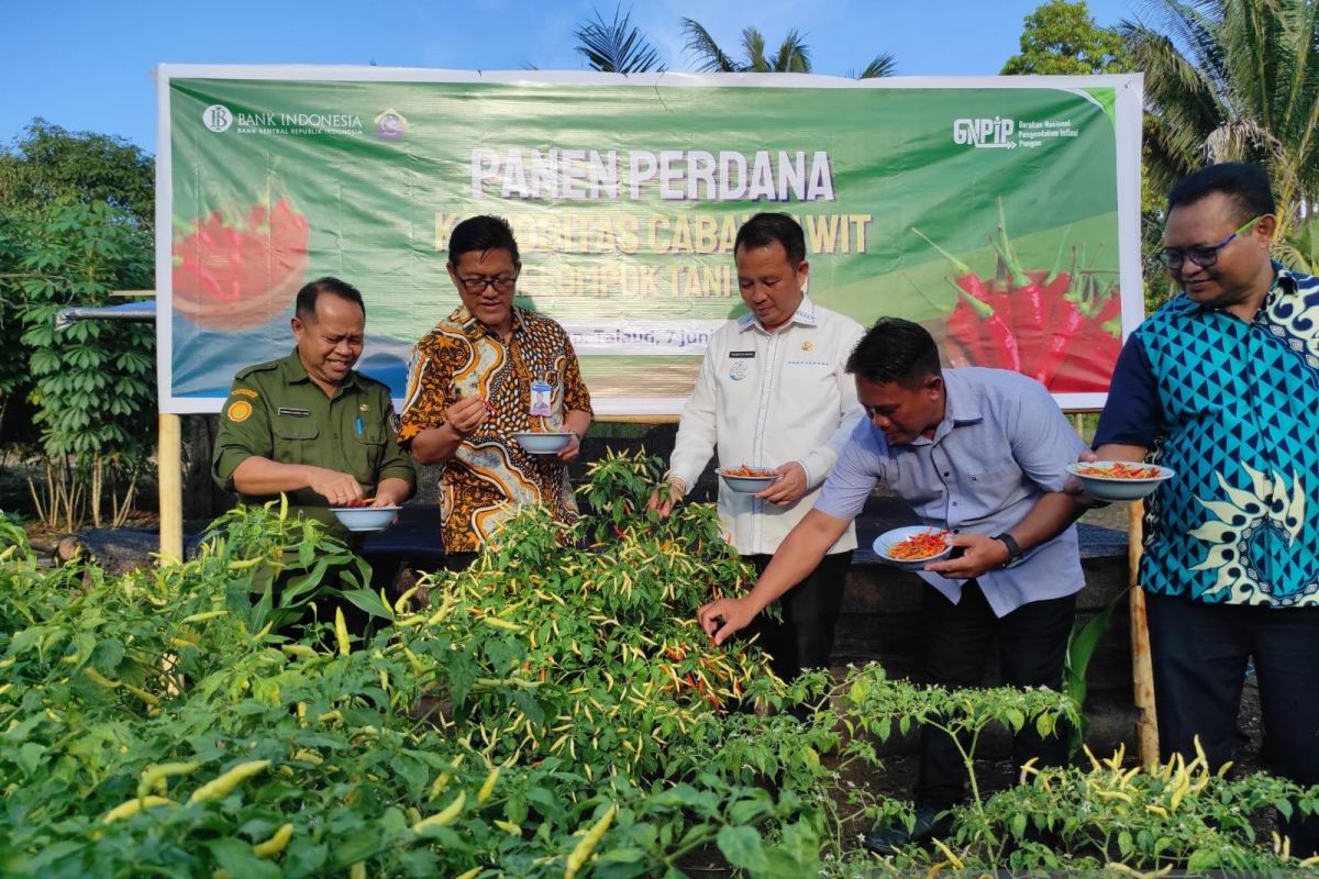 BI dan Pemkab lakukan panen cabai rawit di wilayah 3T