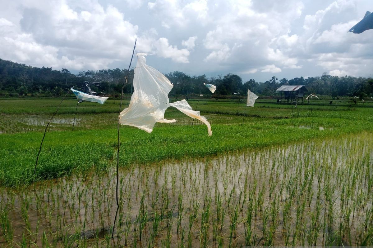 Belitung targetkan mampu memproduksi 2.269 ton padi pada 2024