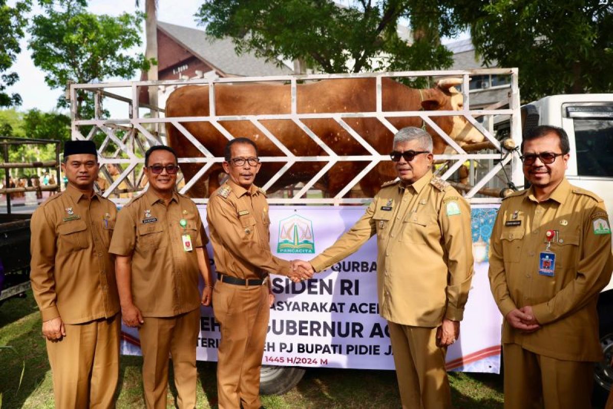 Gubernur Aceh serahkan sapi kurban bantuan Presiden untuk warga Pidie Jaya