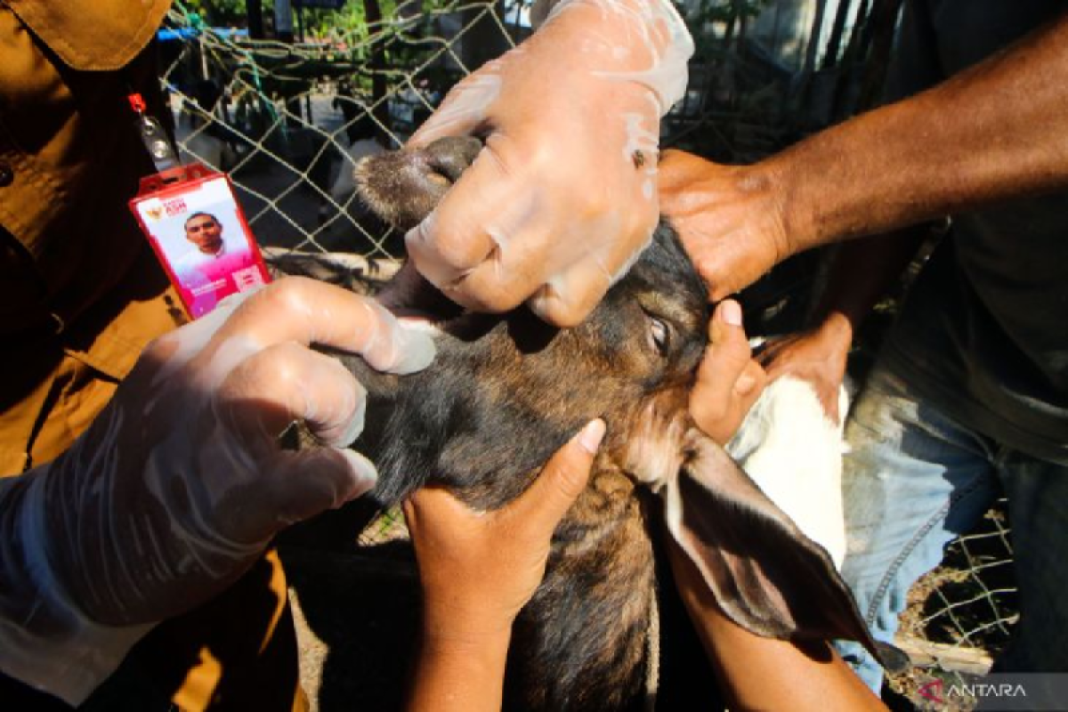 Pemerintah Aceh bersama PDHI dan FKH USK pemeriksa kesehatan hewan kurban