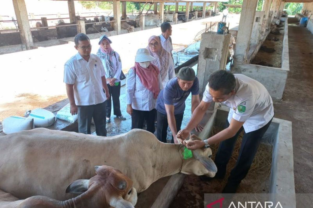 Dinas Pertanian Padangsidimpuan periksa ratusan hewan kurban, kenali ciri hewan yang sehat