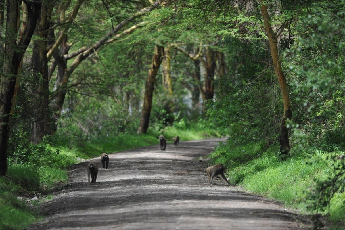 UNEP peringatkan aksi iklim global telah gagal hentikan deforestasi