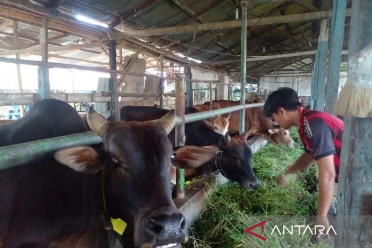Terkait kebijakan Surat Keterangan Kesehatan Hewan, ini tanggapan pedagang hewan kurban di Medan