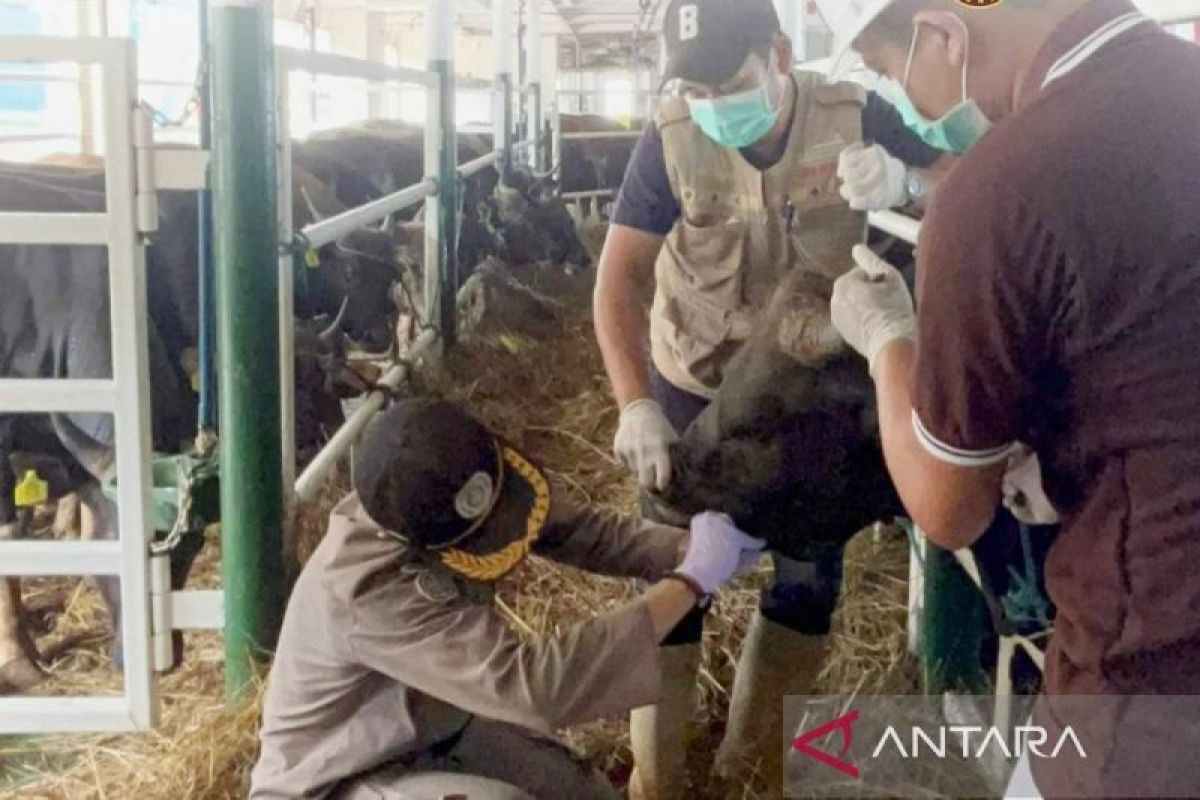 Karantina Kalsel periksa 1.250 sapi kurban asal NTT