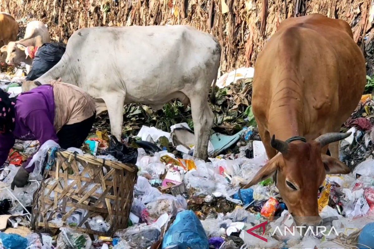 Peneliti temukan kandungan mikroplastik pada sapi di wilayah TPA