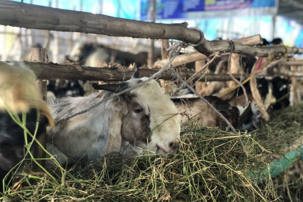 DKPP Sumsel syartkan peternak jual hewan kurban penuhi syarat usia