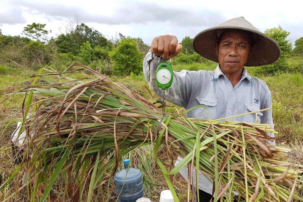 Anak usaha BUMI berdayakan masyarakat lewat budidaya serai wangi