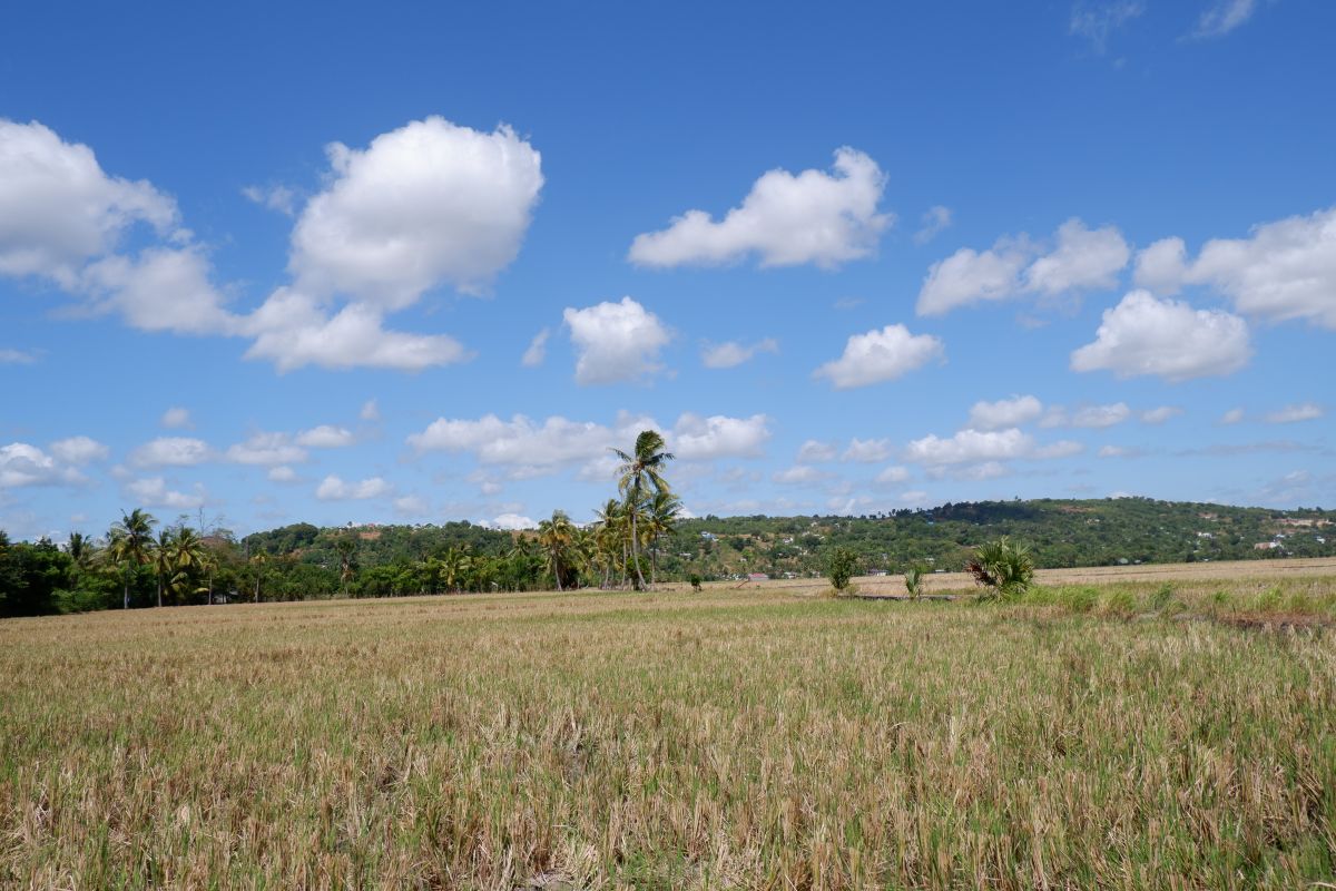 BMKG ingatkan potensi kebakaran hutan dan lahan di Pulau Timor