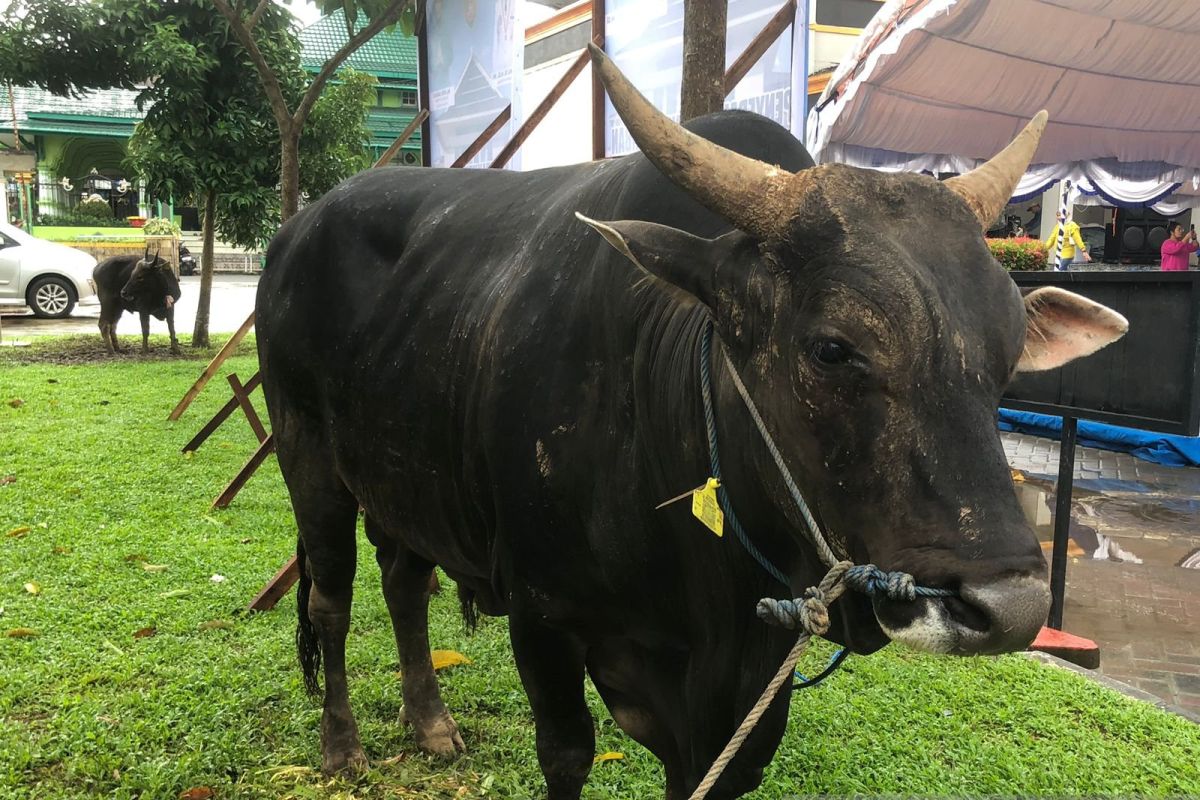 Presiden Joko Widodo sumbang sapi kurban untuk Masjid Raya Al Fatah Ambon