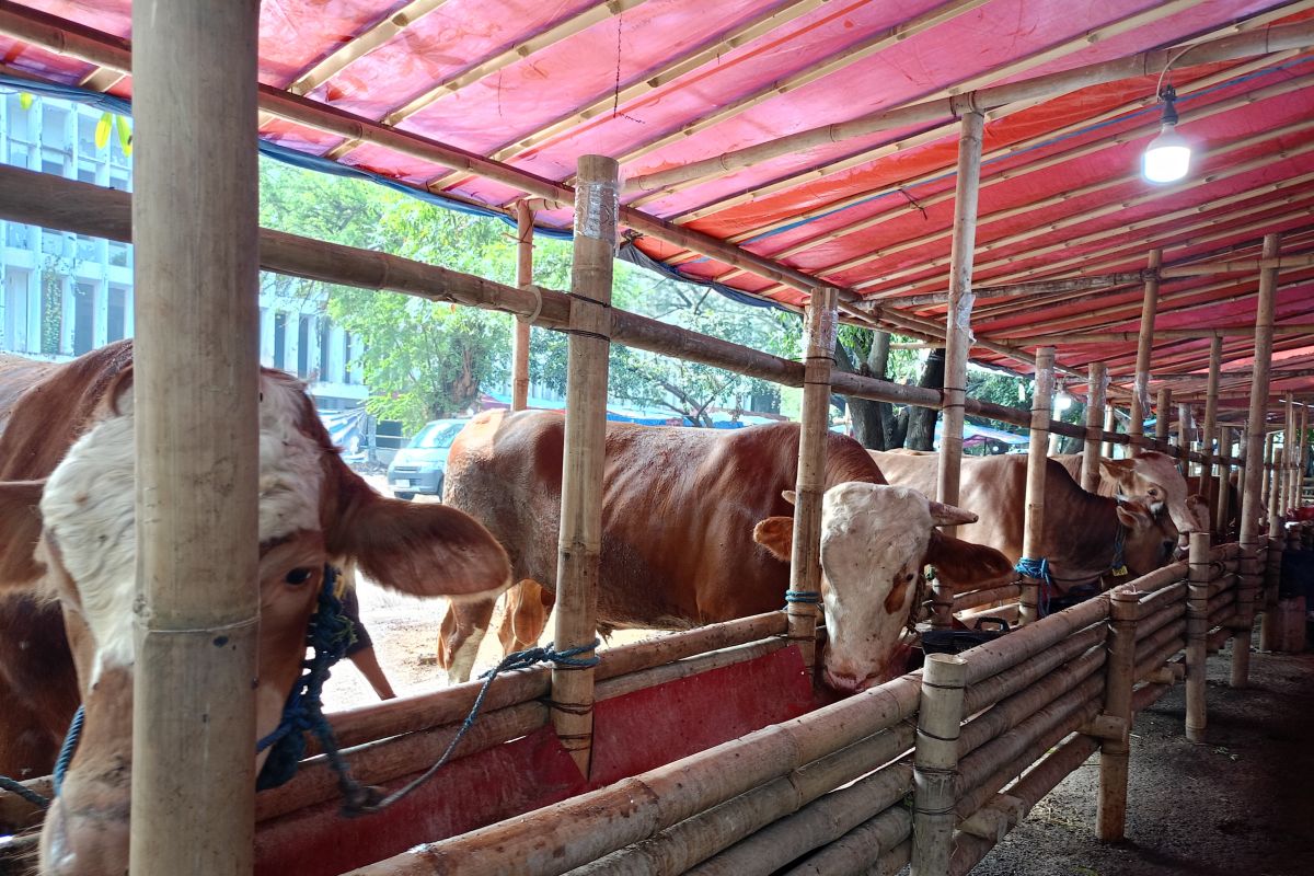 Pemkot Jakpus awasi penampungan hewan kurban agar selalu bersih