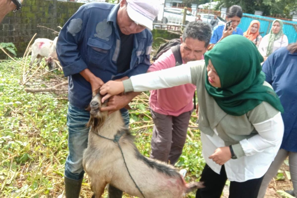 Pastikan kelayakan, Distan Maluku cek kesehatan hewan kurban di Ambon