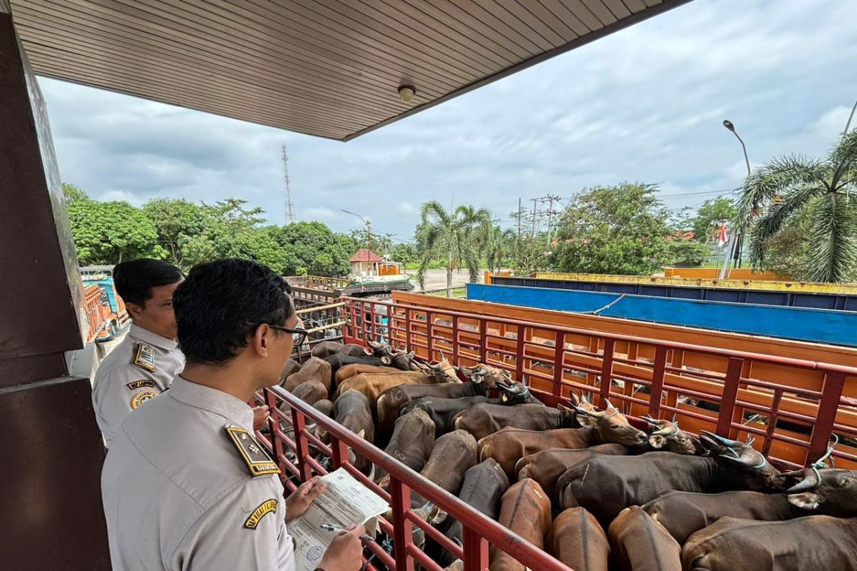 Karantina Lampung: Terjadi peningkatan lalu lintas ternak pada Mei