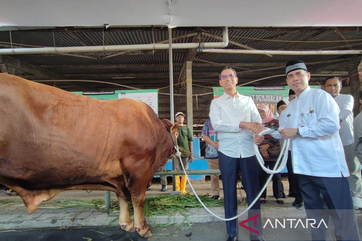 Pemprov DKI distribusikan 621 ekor sapi untuk warga Jakarta