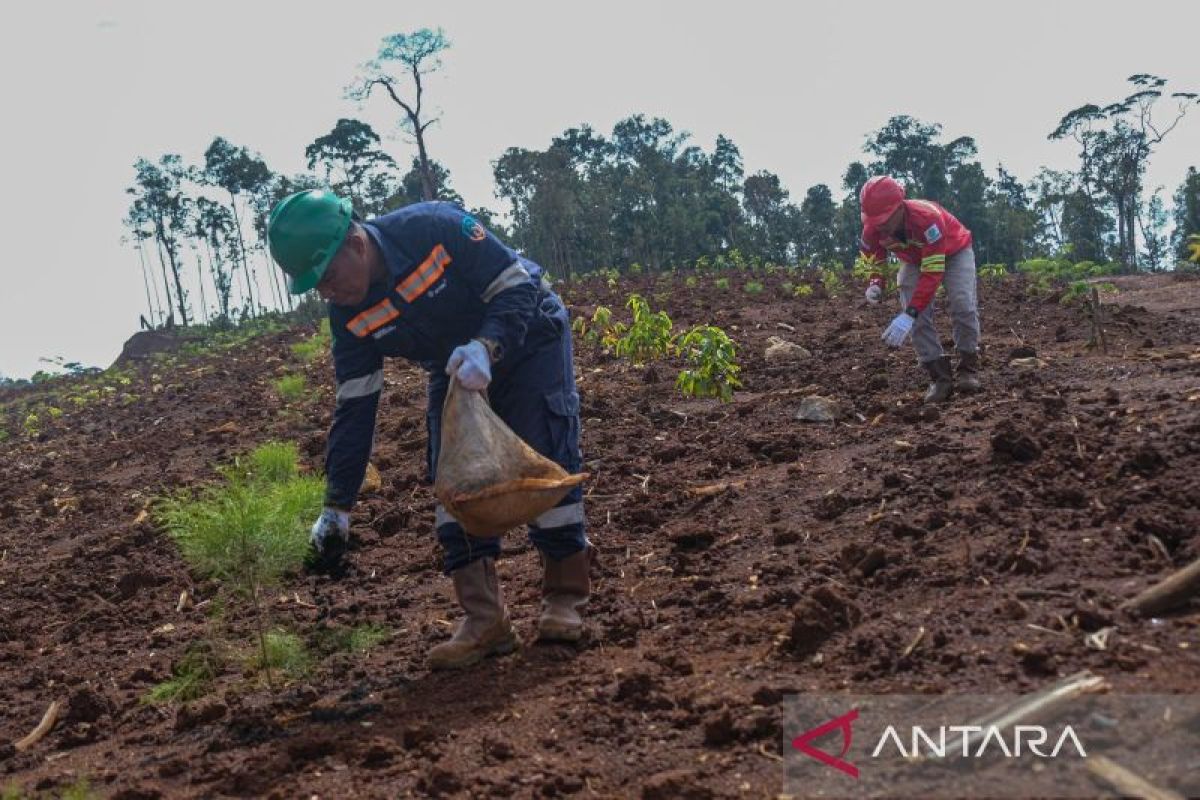 PT Antam UPBN Konawe Utara tanam tiga ribu pohon untuk pemulihan lahan