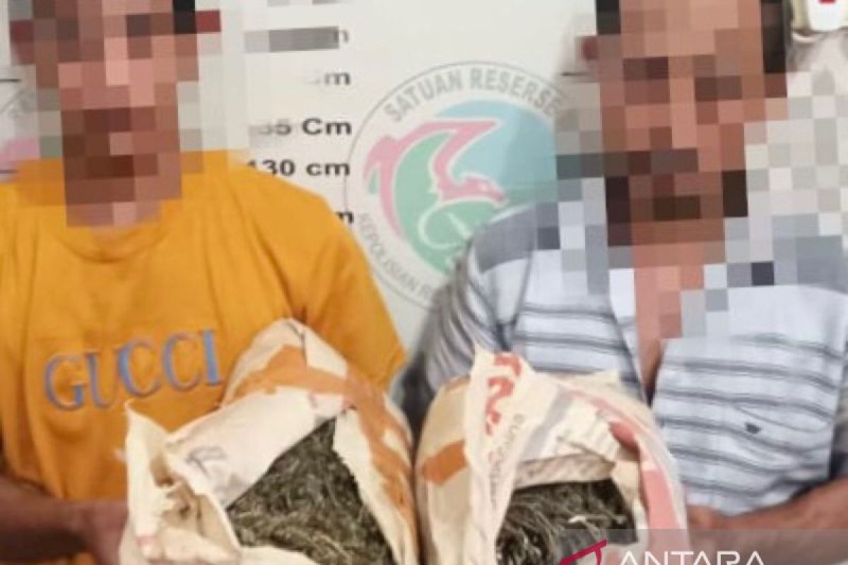 Polisi tangkap kakak beradik bawa 2 kg ganja di Aceh Tamiang