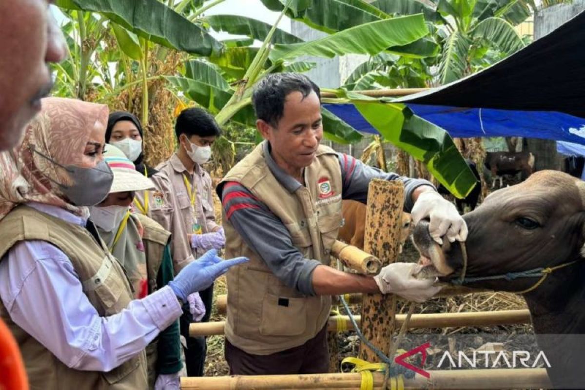 Tim Keswan Kurban Pemkot Makassar telah periksa 3.596 ekor ternak