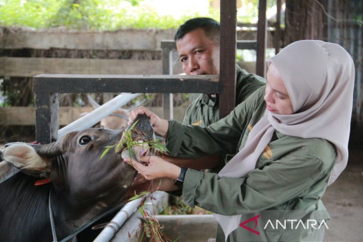 Padang targetkan periksa 3.000 hewan kurban rampung sebelum Idul Adha