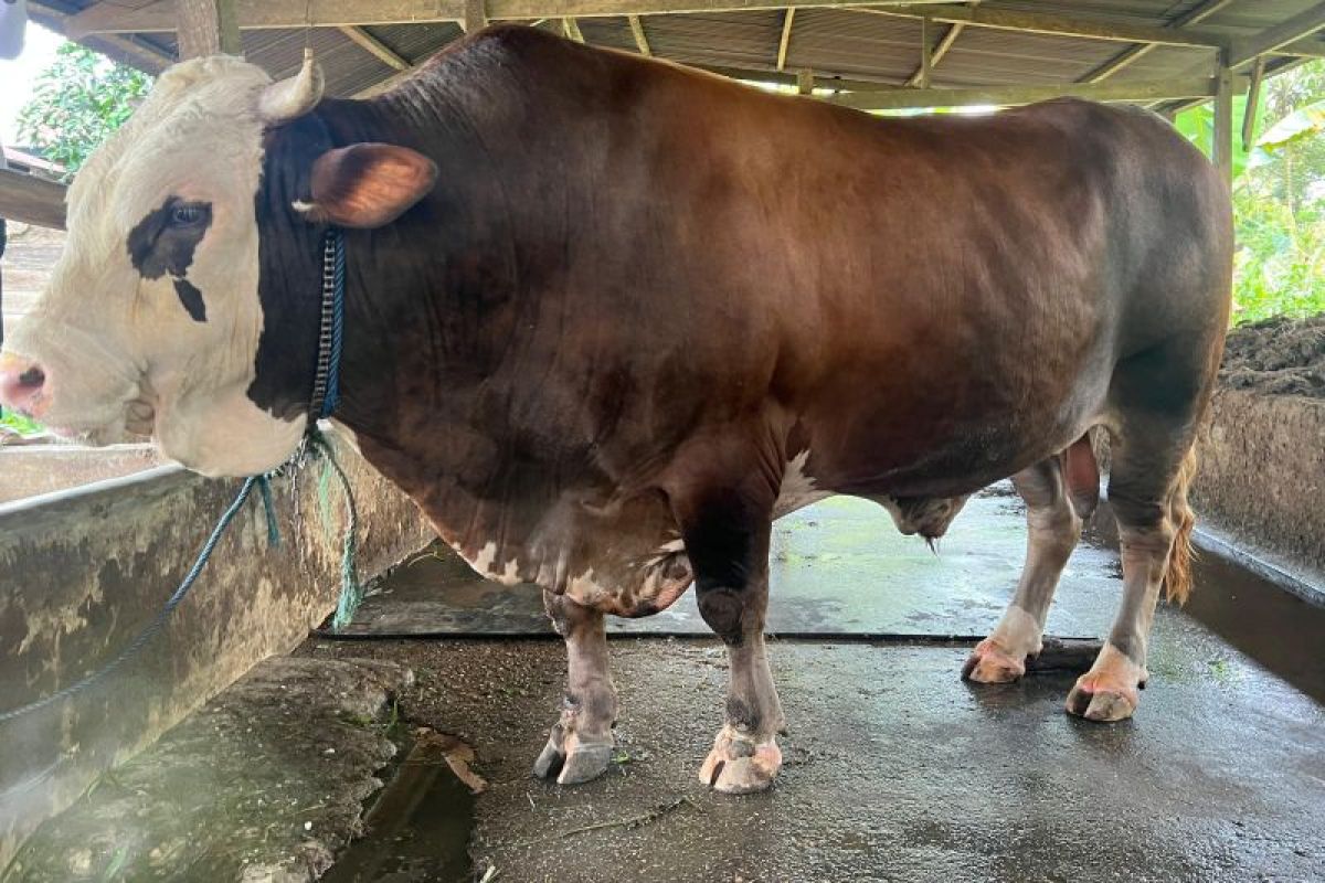 Presiden Jokowi beli sapi warga Koltim Rp85 juta untuk kurban