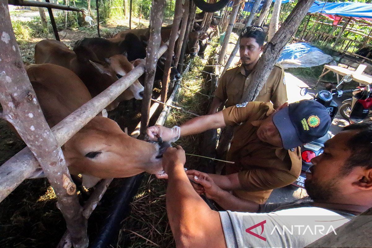 Baznas: Kurban jadi salah satu solusi atasi masalah ekonomi masyarakat