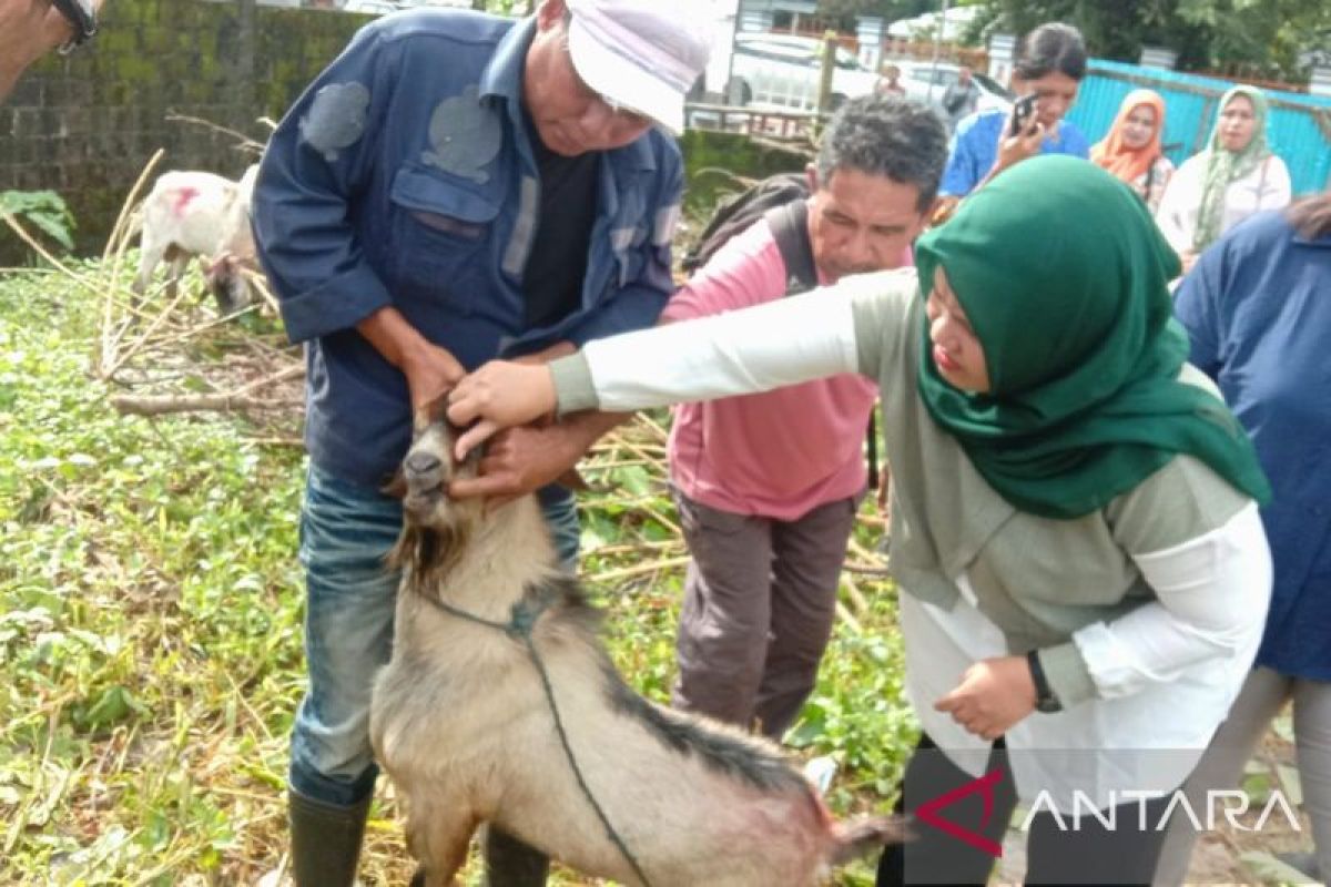 Dinas Pertanian Maluku cek kesehatan hewan kurban di Ambon