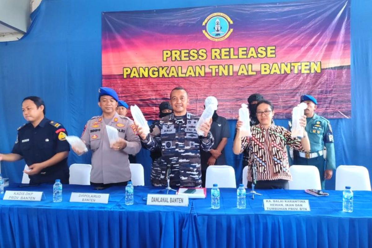 Lanal Banten gagalkan penyeludupan 77.800 benih lobster tujuan Vietnam