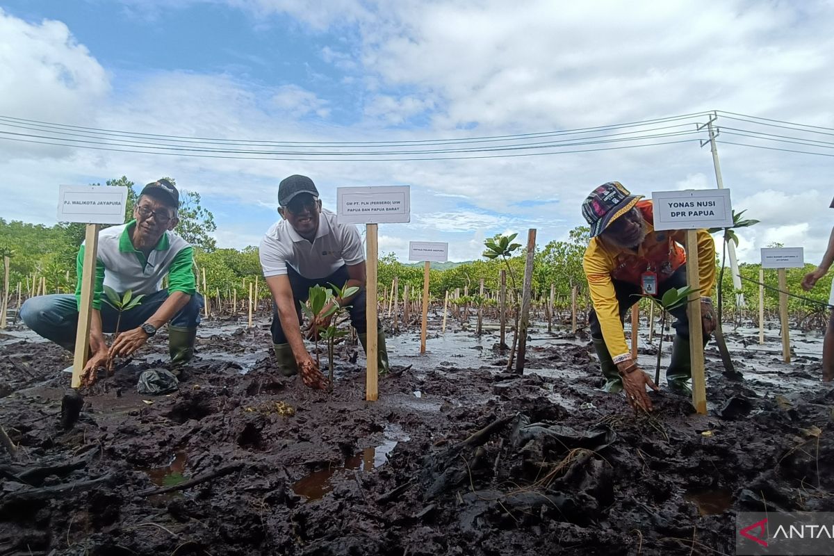 PT PLN Papua bersama komunitas tanam 1.000 bibit pohon mangrove di Teluk Youtefa