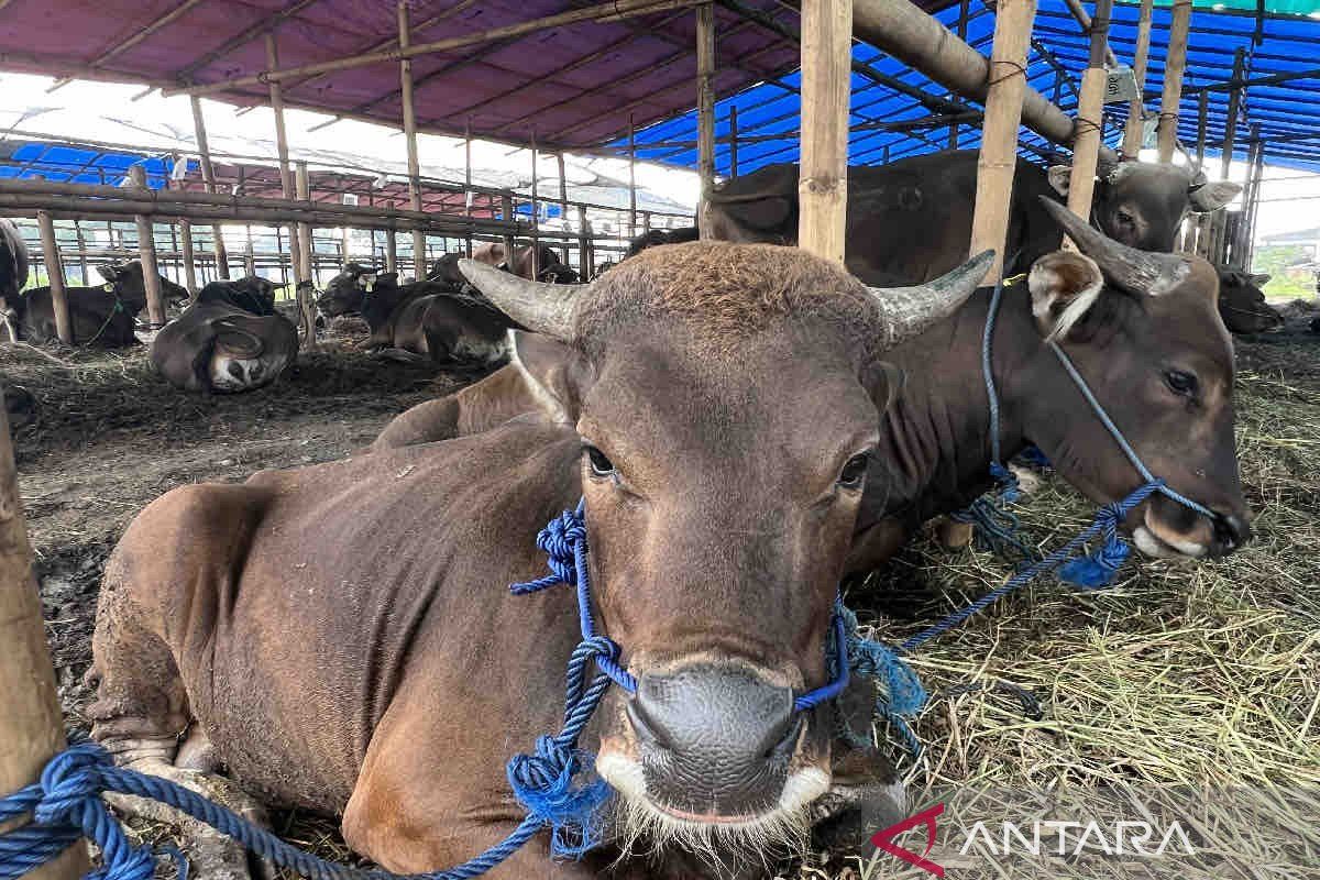 PPSKI: Sapi kurban diminati pejabat harga Rp25 juta sampai Rp150 juta