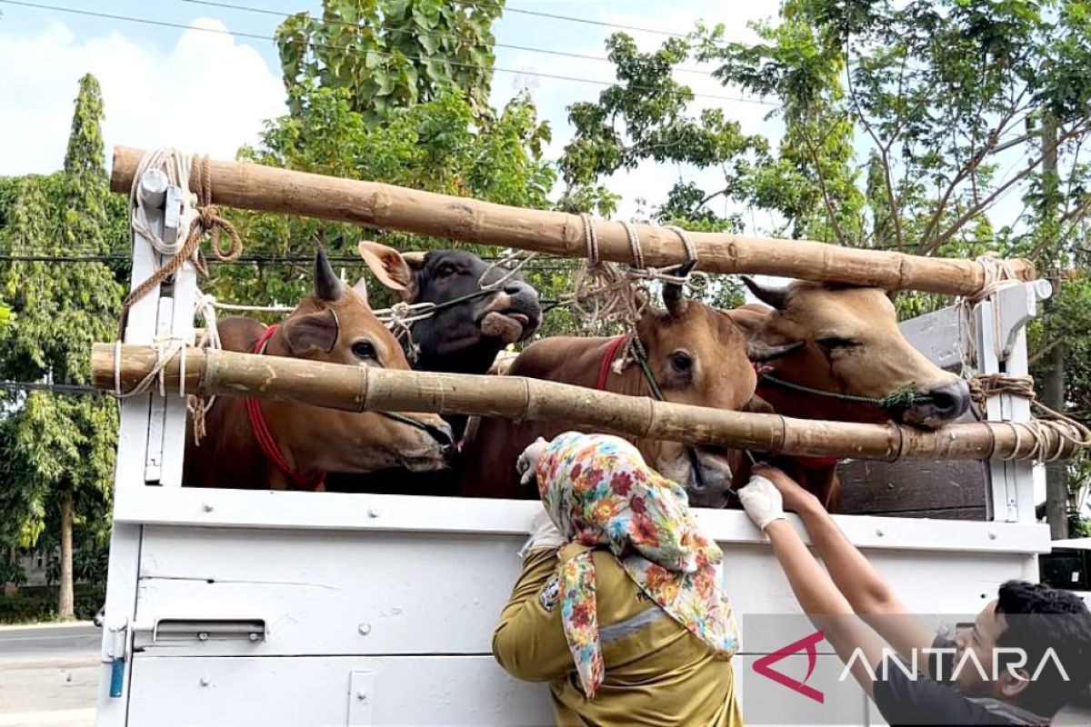 Disnak Bangkalan temukan pengiriman sapi tidak prosedural