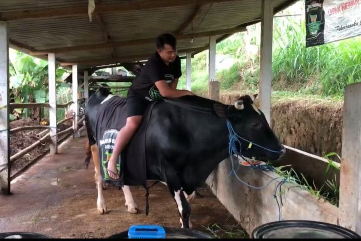 Peternak Ponorogo bangga dua sapinya dibeli SBY untuk kurban
