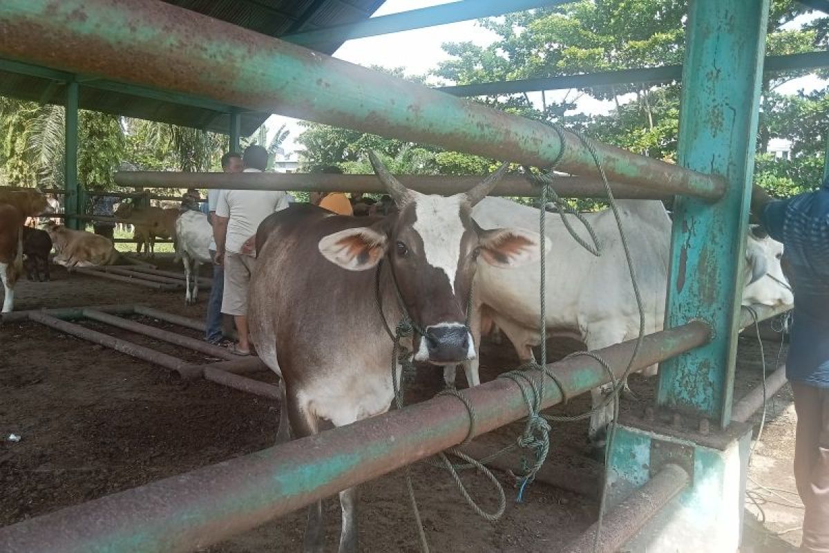 Dinas Pertanian: Seribu lebih ternak jadi hewan kurban di Bukittinggi