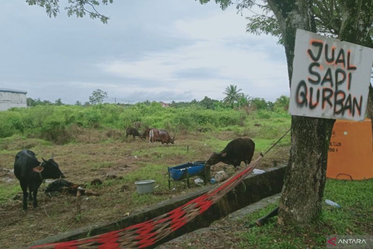 Kabupaten Penajam pantau ketersediaan hewan kurban  jaga harga stabil
