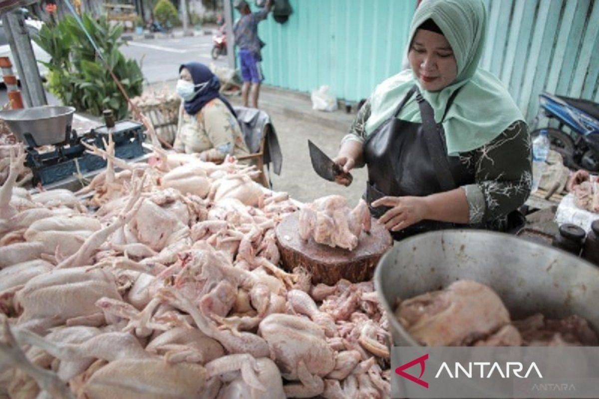 Bangka Belitung tambah stok 20 ton daging ayam ras menjelang Idul Adha 1445 H