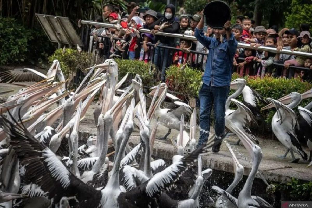 Taman Margasatwa Ragunan tetap buka pelayanan pada Hari Raya Idul Adha agar  pengunjung puas