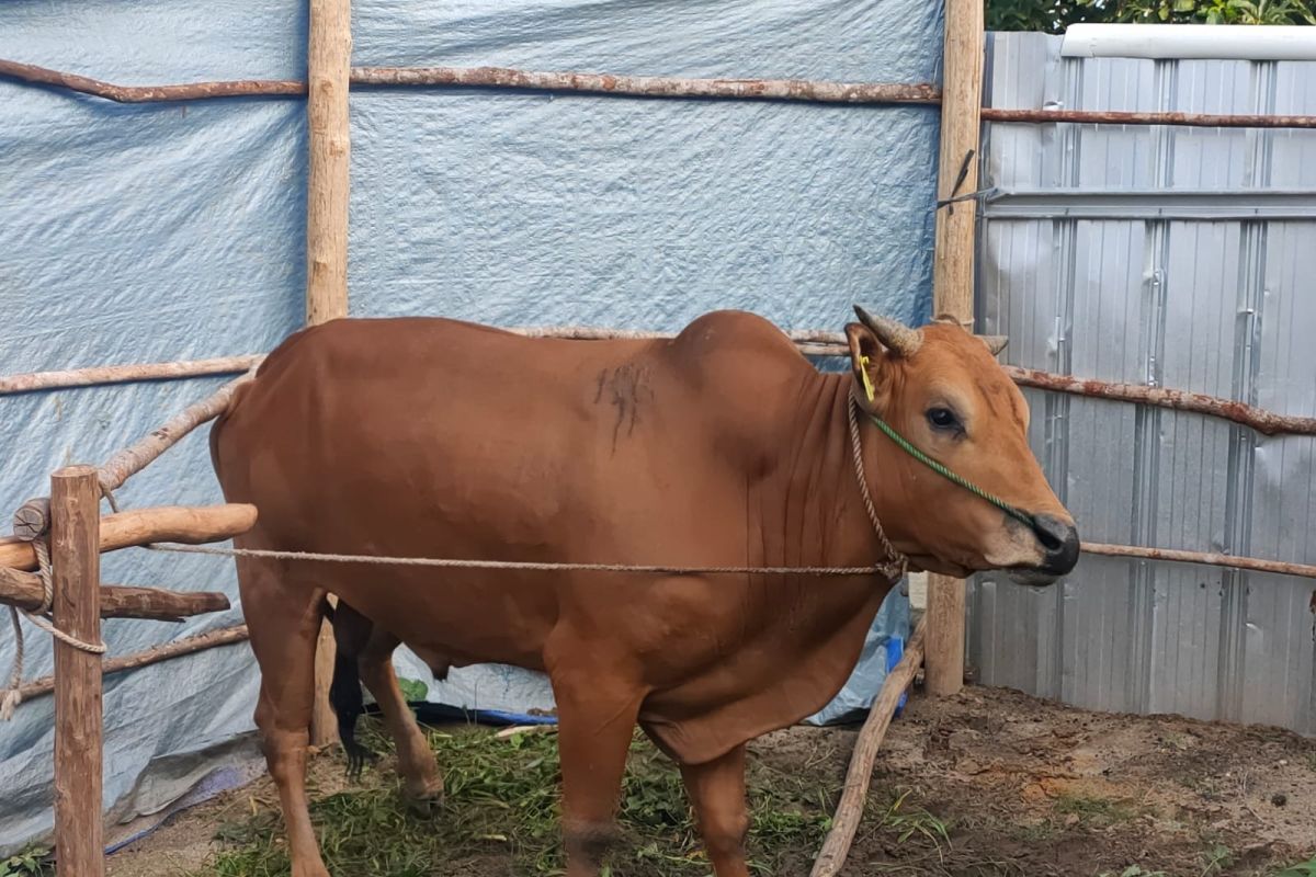 Erzaldi serahkan sapi kurban seberat 700 kilogram