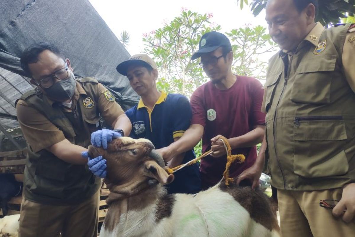 Kemenag Lampung imbau penyembelihan hewan kurban gunakan juleha