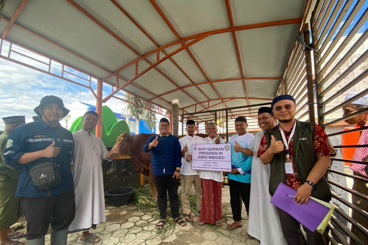 West Sulawesi distributes cows with the help of President Jokowi in Central Mamuju