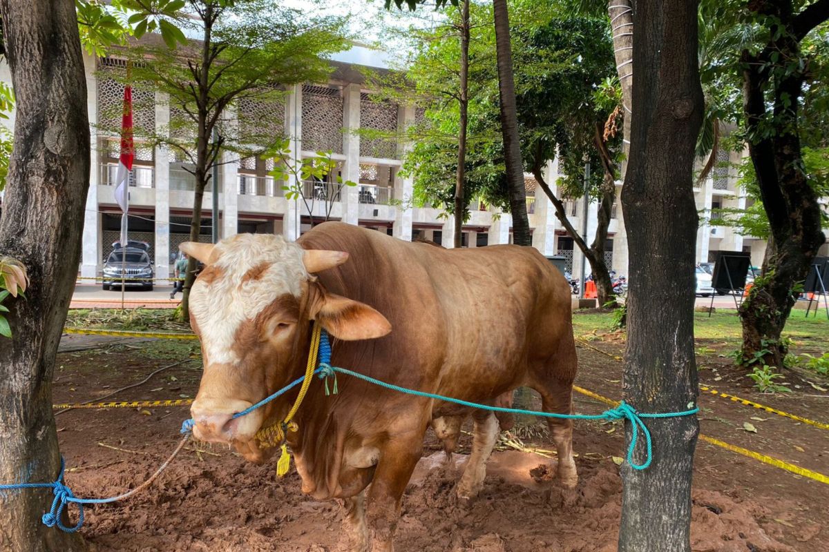 Masjid Istiqlal sudah terima 44 hewan kurban