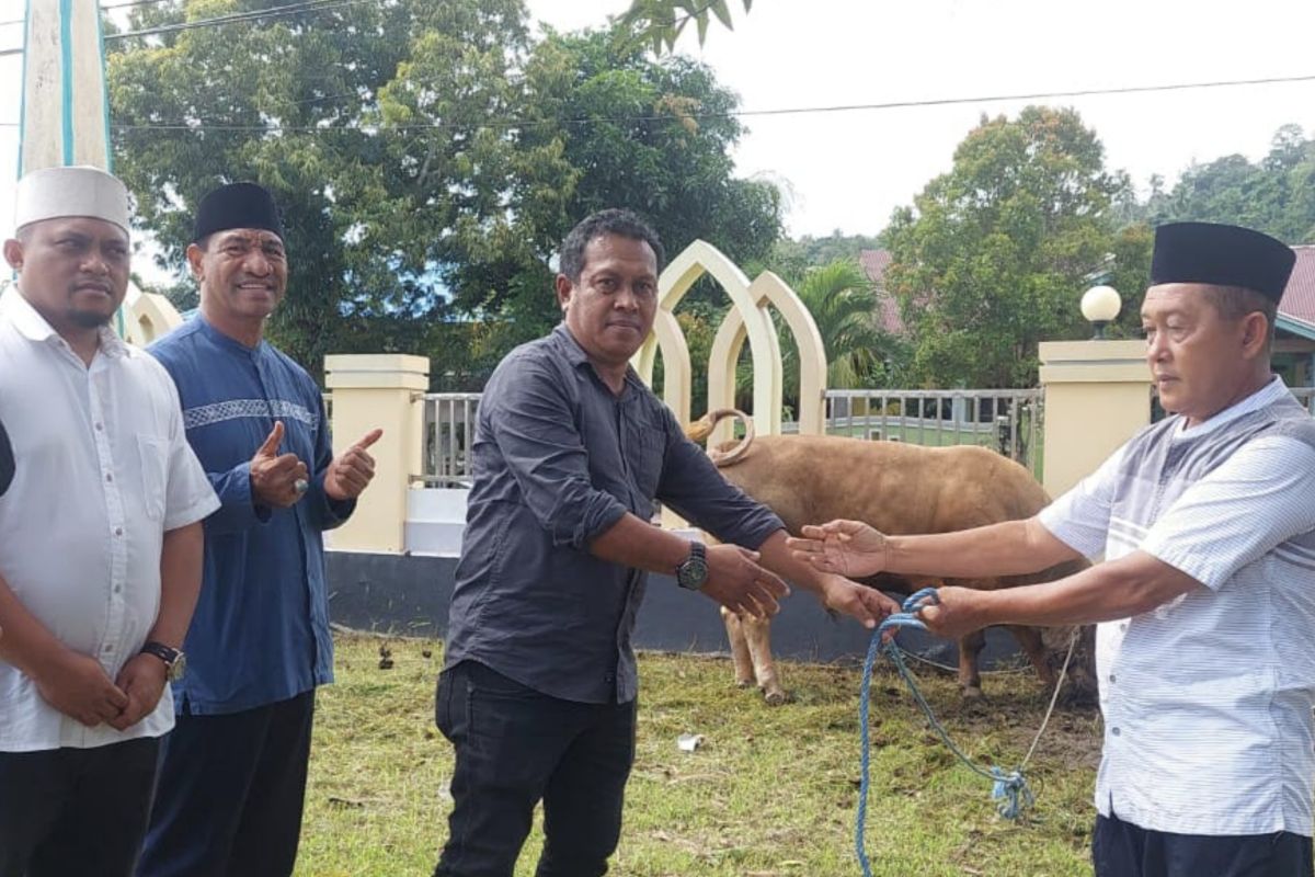 Plh Sekda Malut serahkan sapi kurban bantuan Presiden seberat 911 kilogram