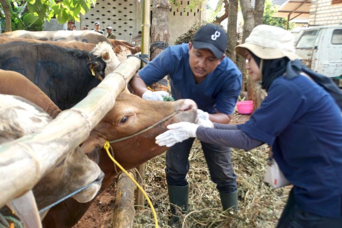 SIG bagikan 331 hewan kurban di 23 provinsi pada Idul Adha 2024