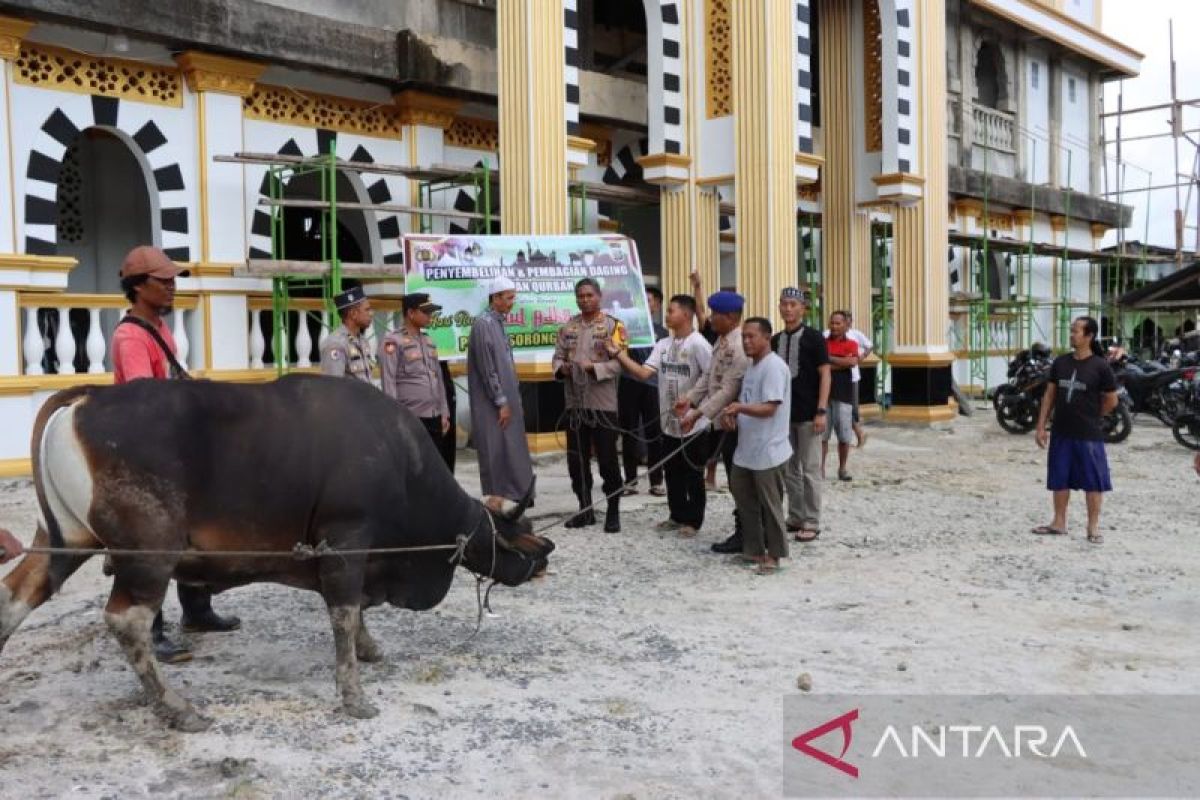 Polres Sorsel sumbang dua ekor sapi kurban untuk yatim piatu