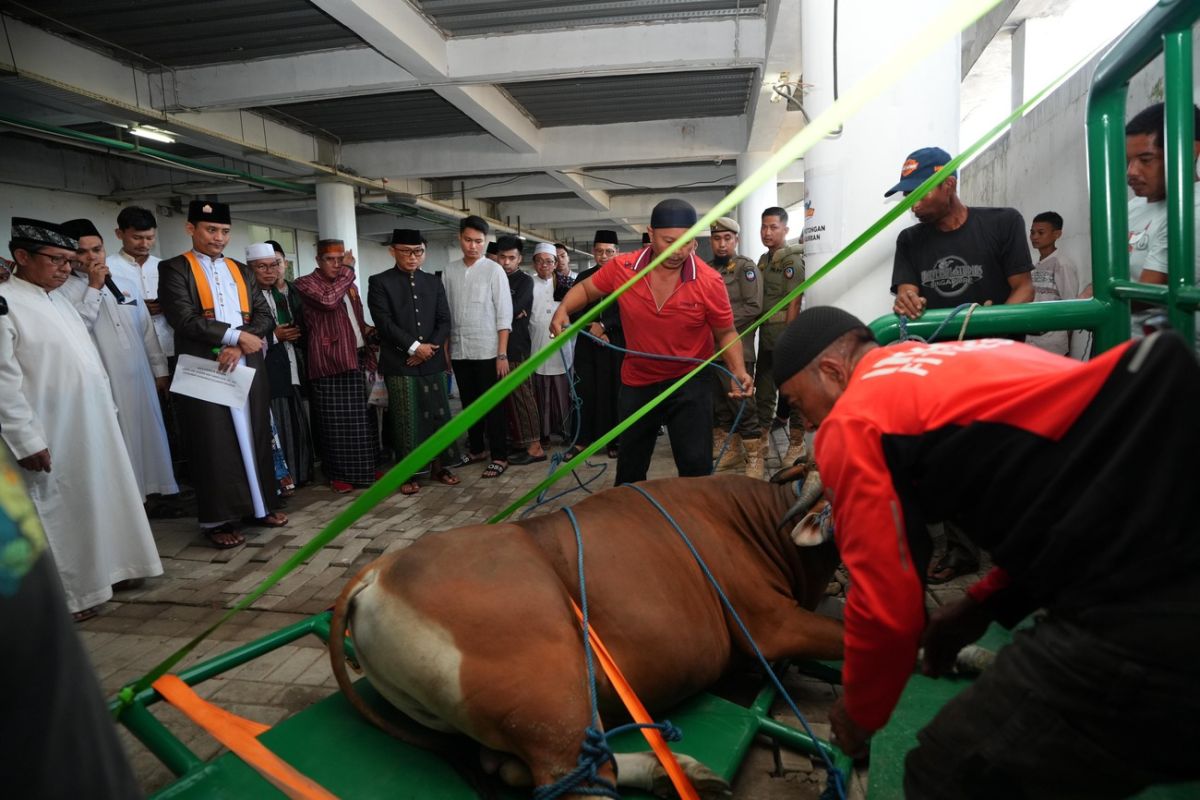 Pj Gubernur Sulsel saksikan pemotongan hewan kurban di Masjid Kubah 99