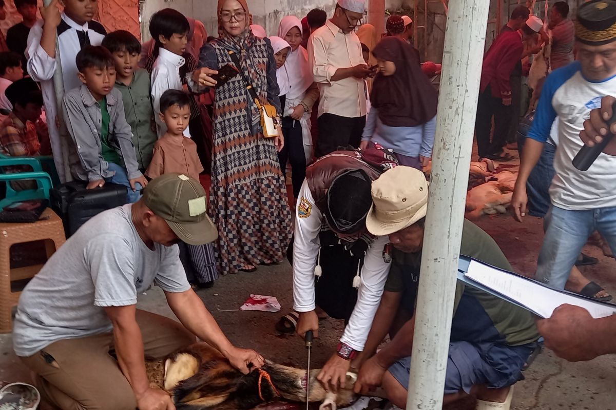 Idul Adha, Dewan Dakwah Lampung sebar ratusan hewan kurban