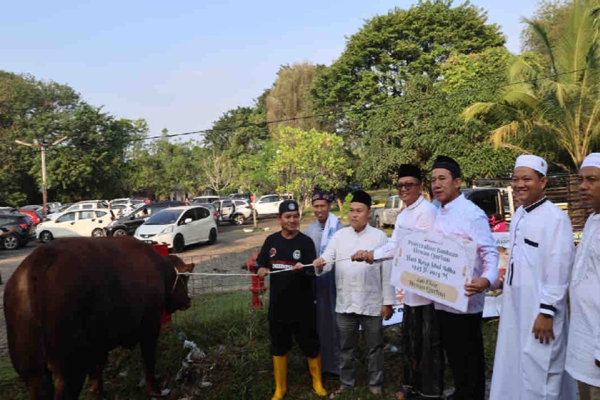 Idul Adha 1445 H, Bukit Asam salurkan 196 sapi dan 65 kambing kurban