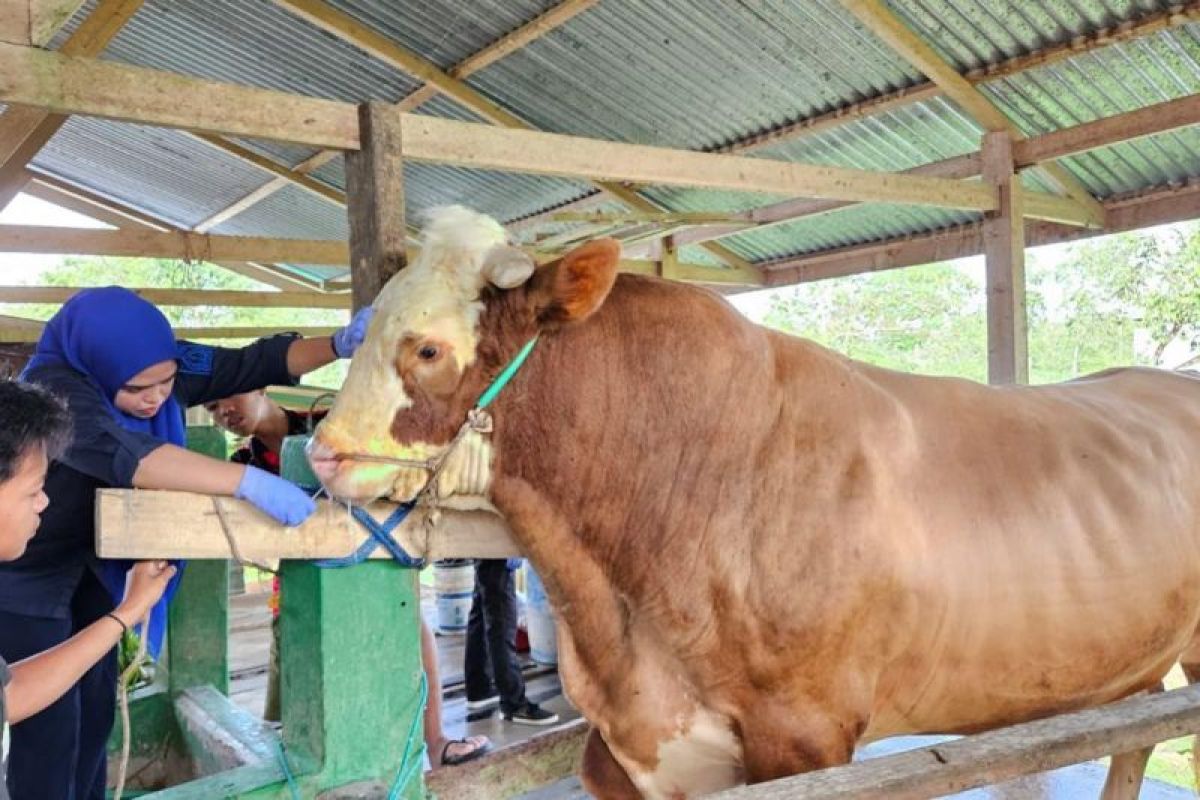 Pj Gubernur Sulsel berkurban sapi seberat 339 kilogram di Masjid Al Markaz