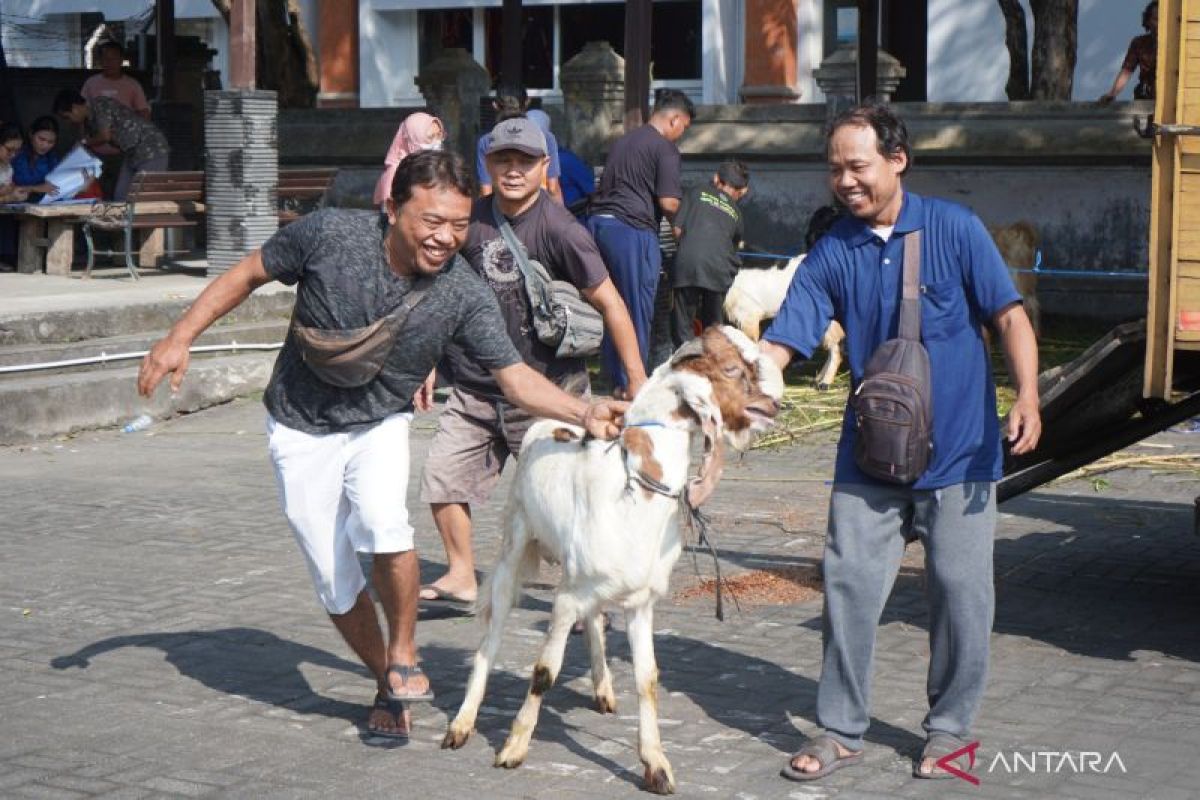 Pelabuhan Indonesia salurkan 20 hewan kurban di Bali