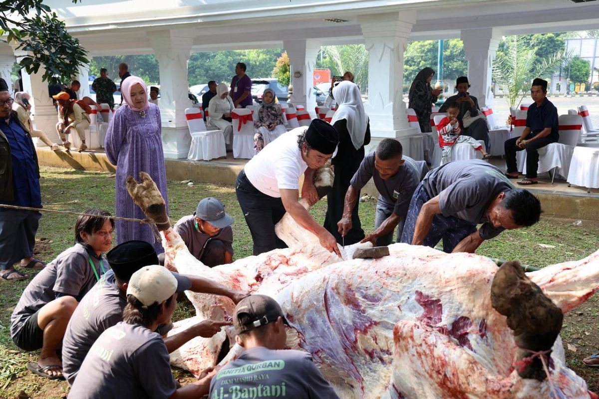 Gubernur Banten sembelih sendiri sapi kurban dari Presiden Jokowi